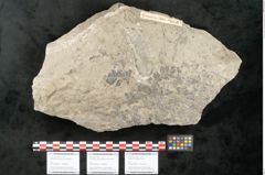 Foto (Objekt + Etikett) von Lycopodites palaeoselaginella Ettingshausen (NHMW-GEO-2024-0188-10340b)